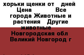 хорьки щенки от 35дней › Цена ­ 4 000 - Все города Животные и растения » Другие животные   . Новгородская обл.,Великий Новгород г.